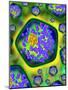 Plant Cells, Artwork-Mehau Kulyk-Mounted Photographic Print