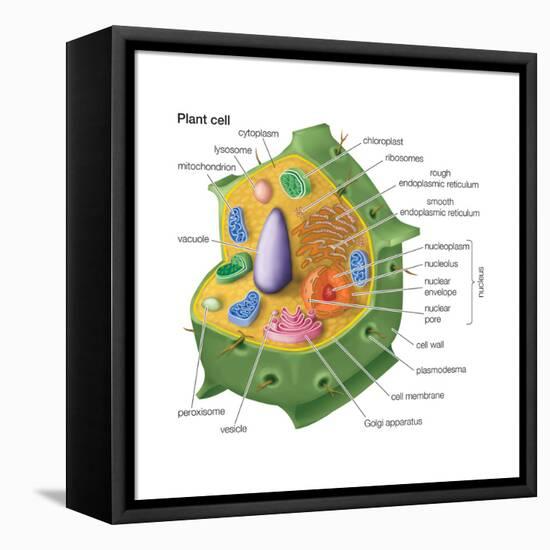 Plant Cells, Eukaryotes, Biology-Encyclopaedia Britannica-Framed Stretched Canvas