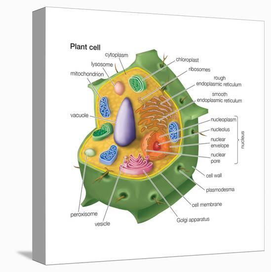 Plant Cells, Eukaryotes, Biology-Encyclopaedia Britannica-Stretched Canvas