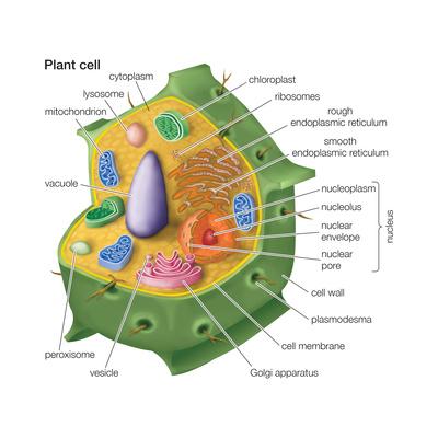 'Plant Cells, Eukaryotes, Biology' Poster Encyclopaedia Britannica