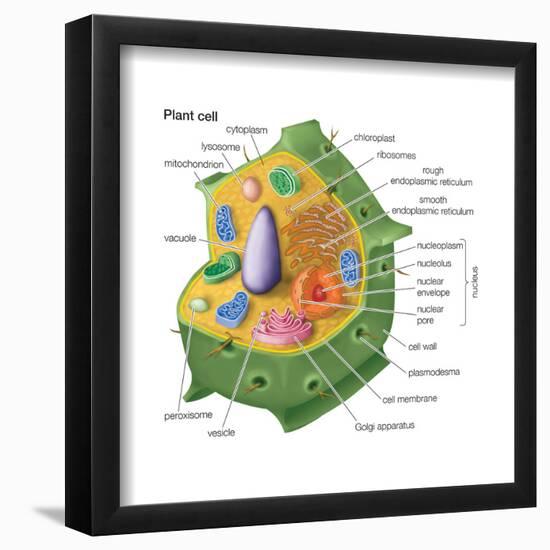 Plant Cells, Eukaryotes, Biology-Encyclopaedia Britannica-Framed Poster