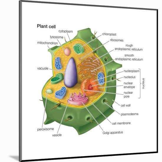 Plant Cells, Eukaryotes, Biology-Encyclopaedia Britannica-Mounted Poster