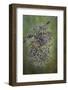 Plant close-up.-Jaynes Gallery-Framed Photographic Print