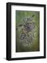 Plant close-up.-Jaynes Gallery-Framed Photographic Print