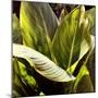 Plant Exploration I-Emily Navas-Mounted Photographic Print