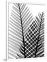 Plant Fronds, X-ray-Koetsier Albert-Framed Photographic Print