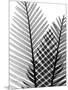 Plant Fronds, X-ray-Koetsier Albert-Mounted Photographic Print