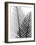 Plant Fronds, X-ray-Koetsier Albert-Framed Photographic Print