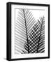 Plant Fronds, X-ray-Koetsier Albert-Framed Photographic Print