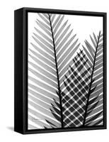 Plant Fronds, X-ray-Koetsier Albert-Framed Stretched Canvas