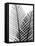 Plant Fronds, X-ray-Koetsier Albert-Framed Stretched Canvas