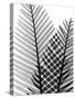 Plant Fronds, X-ray-Koetsier Albert-Stretched Canvas