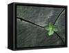 Plant Growing in Cracked Boulder-Micha Pawlitzki-Framed Stretched Canvas