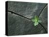 Plant Growing in Cracked Boulder-Micha Pawlitzki-Stretched Canvas