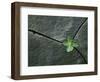 Plant Growing in Cracked Boulder-Micha Pawlitzki-Framed Photographic Print