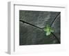 Plant Growing in Cracked Boulder-Micha Pawlitzki-Framed Photographic Print