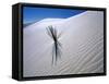 Plant Growing in Sand Dune-Jim Zuckerman-Framed Stretched Canvas