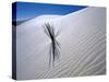 Plant Growing in Sand Dune-Jim Zuckerman-Stretched Canvas