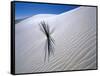 Plant Growing in Sand Dune-Jim Zuckerman-Framed Stretched Canvas