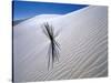 Plant Growing in Sand Dune-Jim Zuckerman-Stretched Canvas