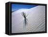 Plant Growing in Sand Dune-Jim Zuckerman-Framed Stretched Canvas