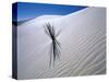 Plant Growing in Sand Dune-Jim Zuckerman-Stretched Canvas