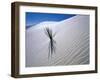 Plant Growing in Sand Dune-Jim Zuckerman-Framed Photographic Print