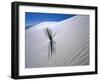 Plant Growing in Sand Dune-Jim Zuckerman-Framed Photographic Print