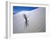 Plant Growing in Sand Dune-Jim Zuckerman-Framed Photographic Print