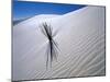 Plant Growing in Sand Dune-Jim Zuckerman-Mounted Photographic Print
