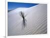 Plant Growing in Sand Dune-Jim Zuckerman-Framed Photographic Print