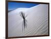 Plant Growing in Sand Dune-Jim Zuckerman-Framed Photographic Print