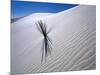 Plant Growing in Sand Dune-Jim Zuckerman-Mounted Photographic Print