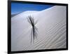 Plant Growing in Sand Dune-Jim Zuckerman-Framed Photographic Print