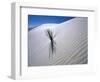 Plant Growing in Sand Dune-Jim Zuckerman-Framed Photographic Print