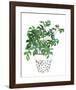 Plant in a Pot IV-Melissa Wang-Framed Art Print