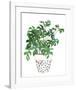 Plant in a Pot IV-Melissa Wang-Framed Art Print