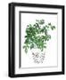 Plant in a Pot IV-Melissa Wang-Framed Art Print