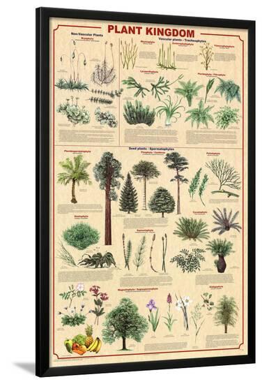 Plant Kingdom 2 Educational Science Chart Poster' Prints | AllPosters.com