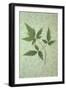 Plant Leaf-Den Reader-Framed Photographic Print