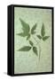 Plant Leaf-Den Reader-Framed Stretched Canvas