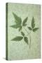 Plant Leaf-Den Reader-Stretched Canvas