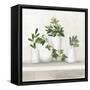 Plant Life III-Julia Purinton-Framed Stretched Canvas