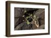 Plant on Lava Rock, La Palma, Canary Islands, Spain, Europe-Gerhard Wild-Framed Photographic Print