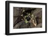 Plant on Lava Rock, La Palma, Canary Islands, Spain, Europe-Gerhard Wild-Framed Photographic Print