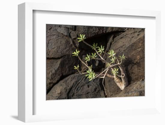 Plant on Lava Rock, La Palma, Canary Islands, Spain, Europe-Gerhard Wild-Framed Photographic Print