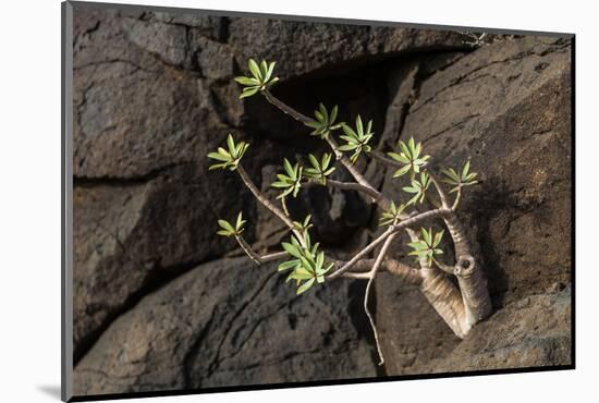 Plant on Lava Rock, La Palma, Canary Islands, Spain, Europe-Gerhard Wild-Mounted Photographic Print