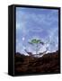Plant Protection: Young Plant Under Glass Dome-Roland Krieg-Framed Stretched Canvas
