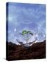 Plant Protection: Young Plant Under Glass Dome-Roland Krieg-Stretched Canvas