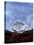 Plant Protection: Young Plant Under Glass Dome-Roland Krieg-Stretched Canvas